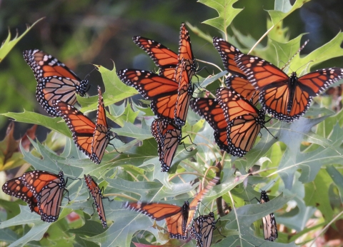 About a dozen orange-and-black butterflies resting together on green leaves of a plant or tree
