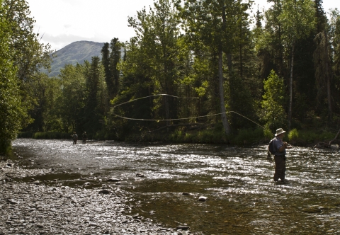 A man fly fishing. He is standing in a shallow stream that is flowing rapidly through forest land.