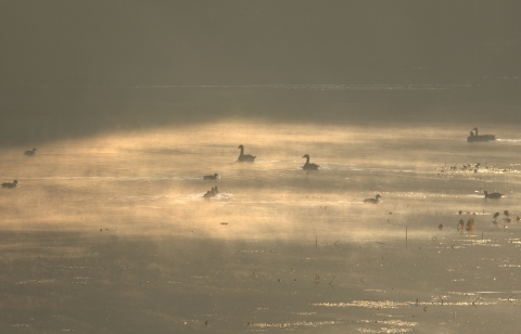 A handful of ducks and geese on fog-shrouded wetland waters