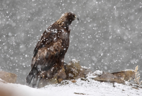 A large gray-ish brown bird perched on rocky terrain as large snowflakes fall