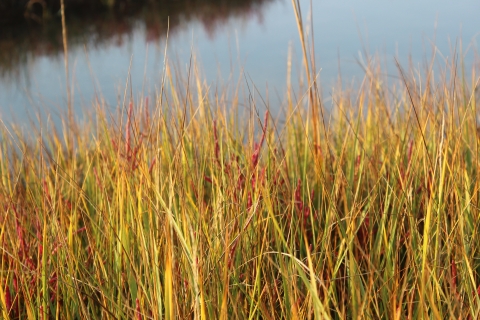 Grass on Wetland 