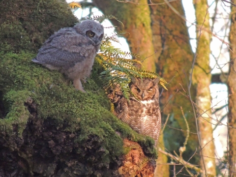 A fuzzy, gray young owl on the left and a brown-and-white owl on the right in a forest setting
