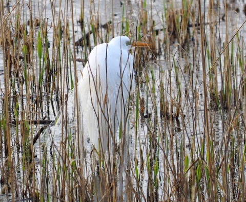 A large white bird with an orange beak wading in a marsh and appearing to peek at the camera through vegetation