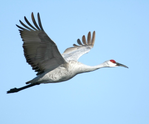 A large gray bird with white face, red crown of its head and black bill flying with its wings and body fully outstretched