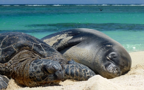 A large dark-colored sea turtle and a large black seal lie on a sandy beach almost on top of each other
