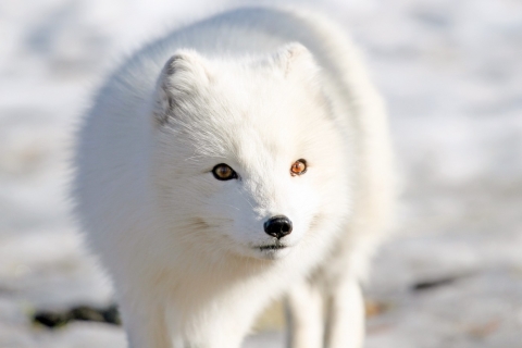 Arctic fox in its winter coat of white fur.