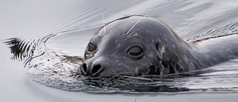 Harbor seal swimming