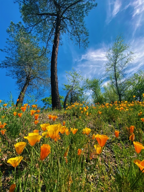 Dozens of orange flowers cover a small hill with several trees at the crest. The trees reach to a blue sky with wispy clouds.