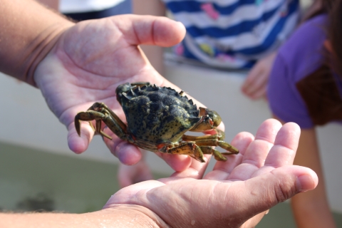 Student holds juvenile blue crab