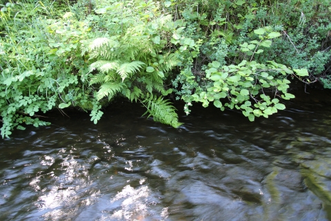 streambank with ferns