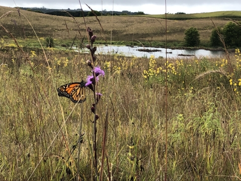 A monarch butterfly nectaring on blazing star in a hilly prairie with a wetland in the background