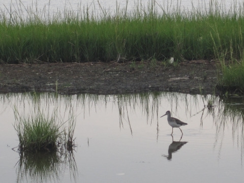 A wading shorebird skirts the refuge marshes