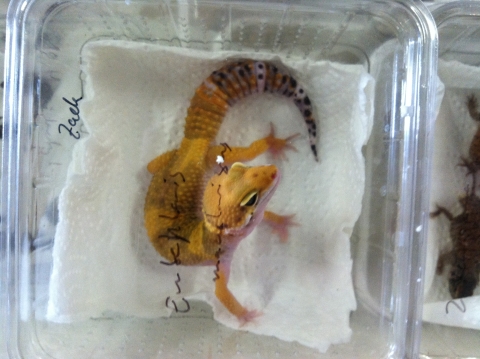 Gecko Imported for Pet Trade