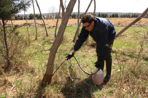 Biologists sprays herbicide on invasive black locust trees