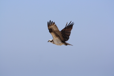 Osprey in flight