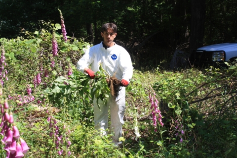 Volunteer removes invasive purple foxglove plants