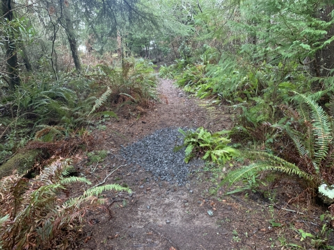 Explore the Myrtlewood Grove Nature Trail