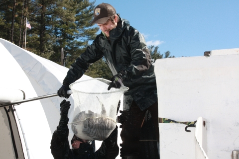 Two fish biologists loading Atlantic salmon on to a stocking truck. Both biologists are dressed in rain gear. One biologist is passing a net full of Atlantic salmon up to a coworker on top of a stocking truck. 