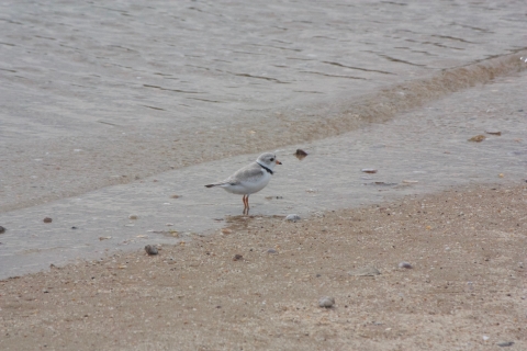 Piping plover stands in the surf