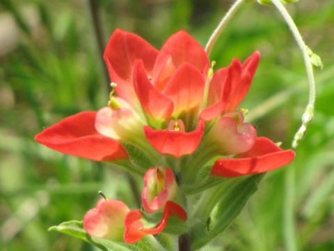 The bright red petals of a wildflower called Indian paintbrush are attention grabbers.