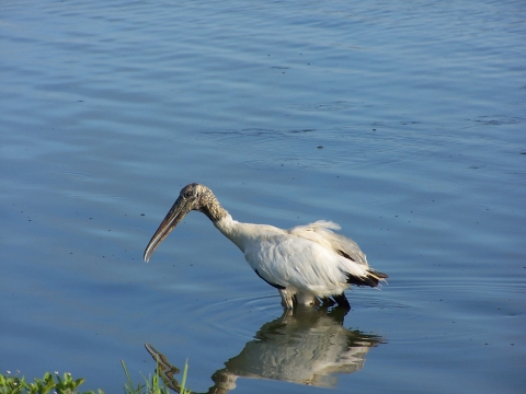 Wood Stork standing in the water
