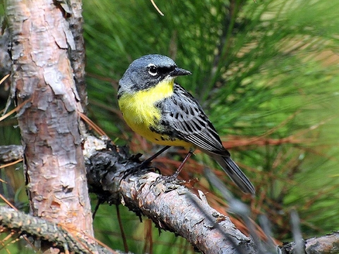A small yellow-and-black perched on a pine branch