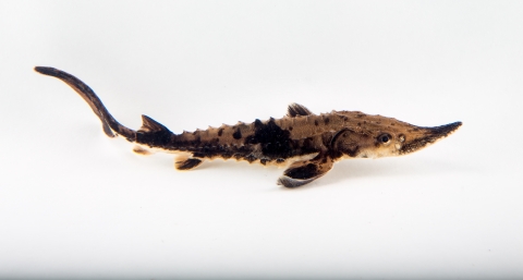 A small sturgeon swims against a white background with black and tan mottled scales and rows of small spikes along its body.