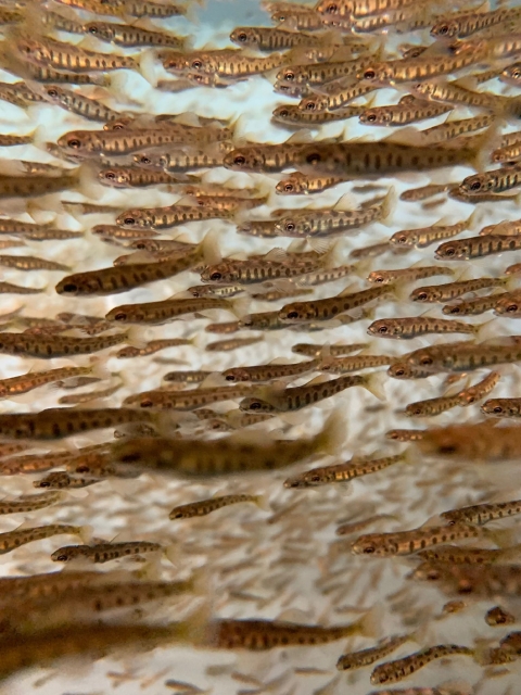 Underwater picture of thousands of Landlocked salmon fry swimming in circular tank. The fish are a light brown, almost golden color, with dark vertical bands on their sides. 