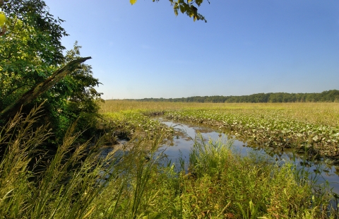A photo of a marsh landscape