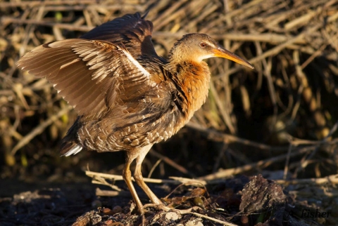 A medium-sized brown bird with a long beak, called a light-footed clapper rail.