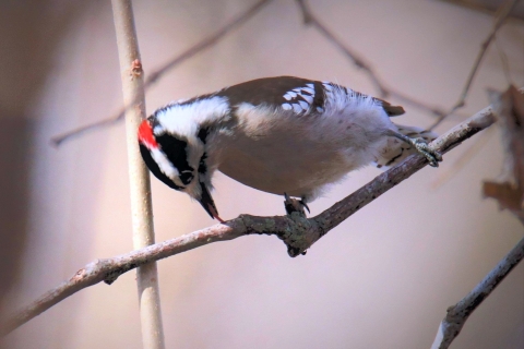 A white-and-black bird with a red marking on its head perched on a thin branch and using its tongue to probe for insects