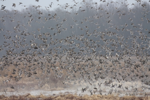 Many ducks taking off from a wetland.