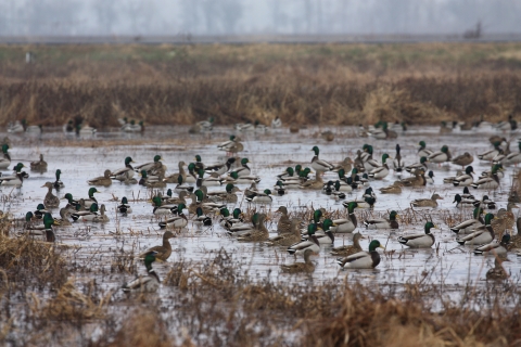 Mallard ducks sitting in a moist soil wetland.