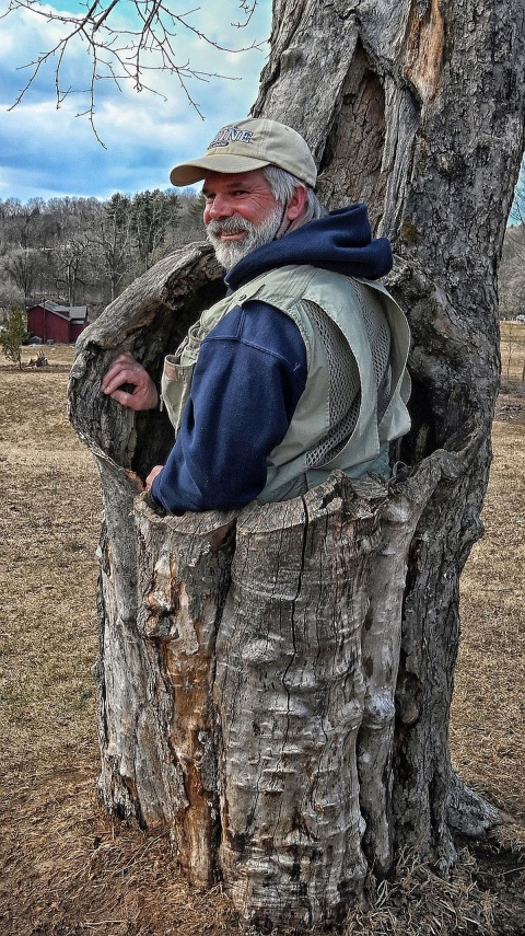 A funny photo of a man standing inside a large hole in the trunk of an apple tree