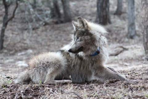 A mexican wolf with a blue radio collar lays on the ground looking behind it