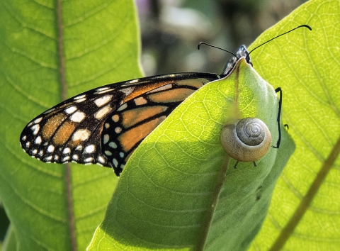 An orange-and-black butterfly on one side of green leaf and a caramel-color snail on the other side of the leaf