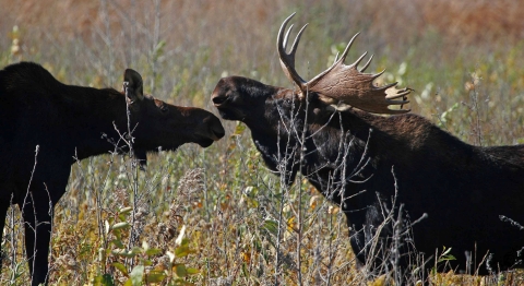 Two moose --a female on the left and an antlered male on the right -- looking at each other nose to nose in a grassland field