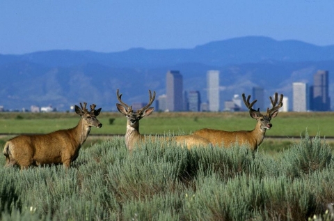 Three antlered mule deer standing amid prairie vegetation with the Denver skyline and the Rocky Mountain as a backdrop