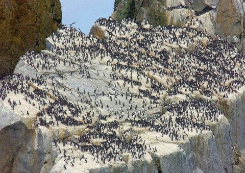 Several hundred black birds perched on a rocky outcropping