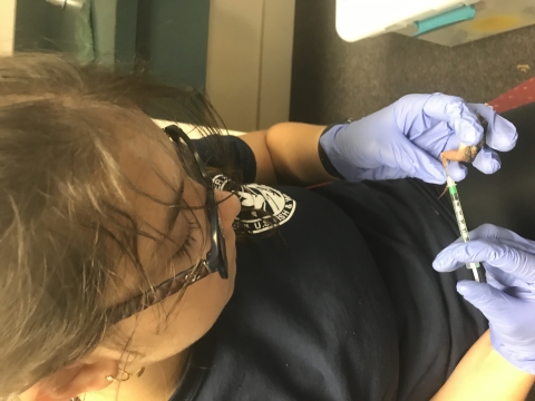 Niva Hoffman, a volunteer at Edenton NFH, inserts Visible Elastomer Tag into Gopher Frog.