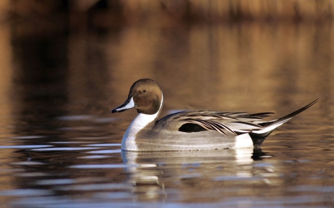 A white-gray-and-black duck with a brown head floating on slightly rippling water