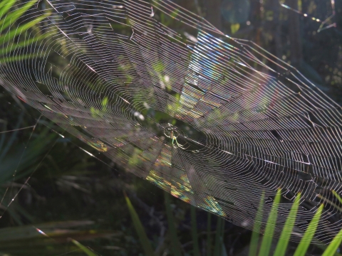 Sunlight illuminates a spider hanging from its intricate web