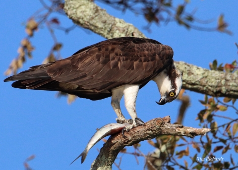 Osprey perches in tree with fish