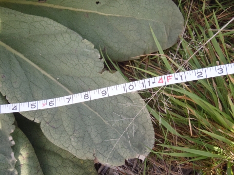 Measuring tape documents the size of an invasive mullein plant
