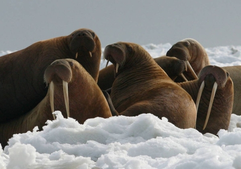 Pacific walrus-big brown rest on sea mammals with long tusks- rest on sea ice off the coast of Togiak National Wildlife Refuge in Alaska. 