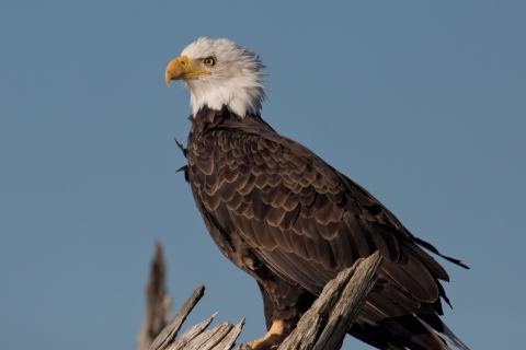 A Bald Eagle, chocolate-brown with a white head and yellow bill, perches atop a bleached stump in front of a blue sky