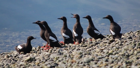 A group of Pigeon Guillemots on a rocky shore
