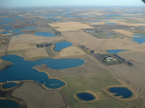 Prairie Pothole Wetlands 