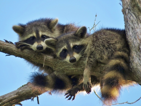 Looking up at two raccoons, side by side, resting lazily on a tree branch