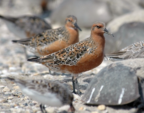 Two brown-and-black birds on standing on a rocky surface